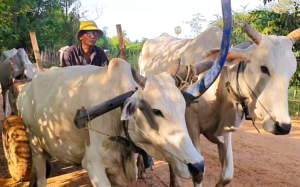 <span style="color:#32cd32"><strong>2025年開催中！<br></strong></span>【AA-22】<span style="color: #ff0000;"><strong>プライベートツアー</strong></span><br>大プリアカン遺跡群とサンボープレイクックと1000年前に造られた石橋をめぐる、1日プライベートツアーです。<br><br>　　「特価キャンペーン！」　<br>車とガイドとランチの料金表（<span style="color:#32cd32"><strong>大人1名あたり</strong></span>）<br>1名様「<span style="color: #1e90ff;"><s>350$</s></span>→<span style="color: #cc3300;"><strong>240$</strong></span>」<br>2名様「<span style="color: #1e90ff;"><s>200$</s></span>→<span style="color: #cc3300;"><strong>130＄</strong></span>」<br>3名様「<span style="color: #1e90ff;"><s>150$</s></span>→<span style="color: #cc3300;"><strong>90$</strong></span>」<br>4名様「<span style="color: #1e90ff;"><s>130$</s></span>→<span style="color: #cc3300;"><strong>70$</strong></span>」<br>5名様「<span style="color: #1e90ff;"><s>110$</s></span>→<span style="color: #cc3300;"><strong>60$</strong></span>」<br>もっと見る≫≫